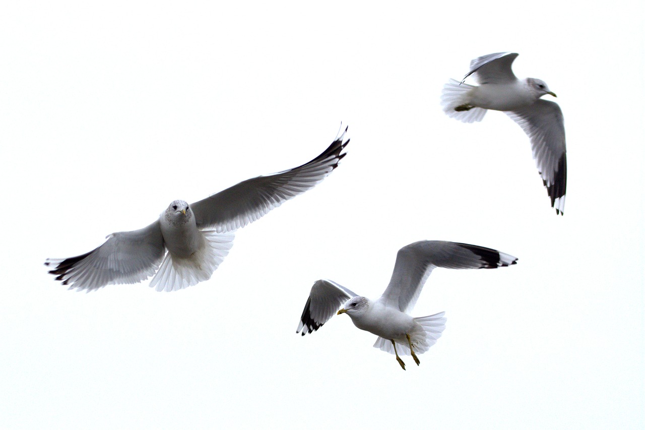 herring gull seagull larus free photo