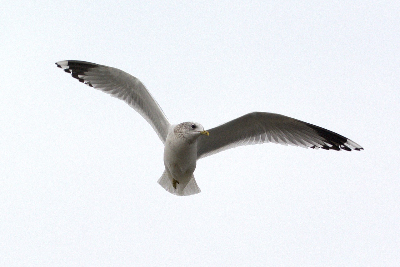 herring gull seagull larus free photo