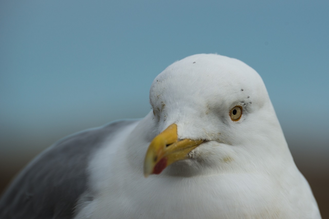 herring gull larus argentatus portrait free photo