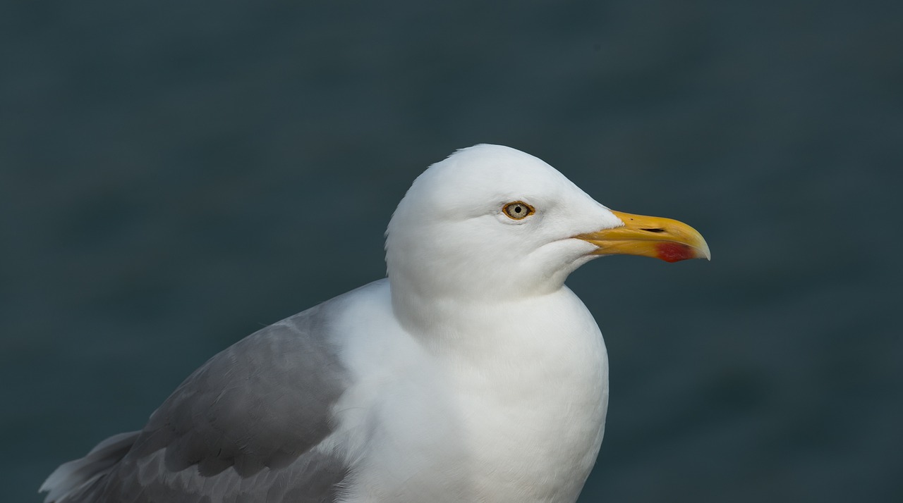 herring gull gulls larus argentatus free photo