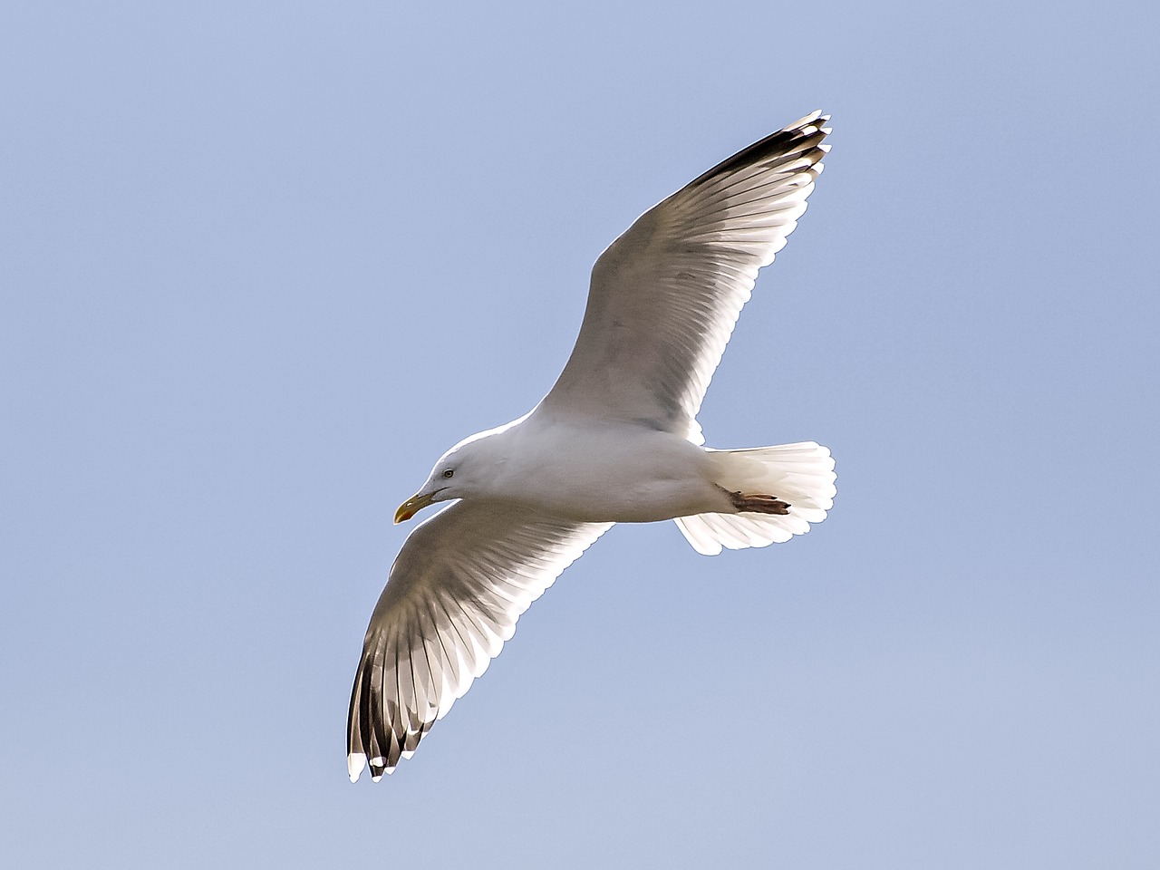 herring gull seagull bird free photo