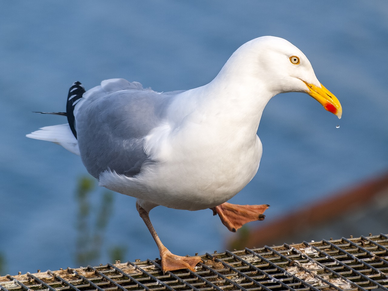 herring gull seagull bird free photo