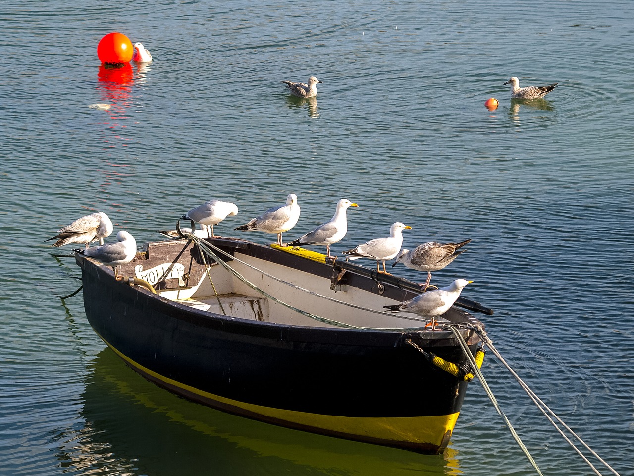 herring gull seagull bird free photo