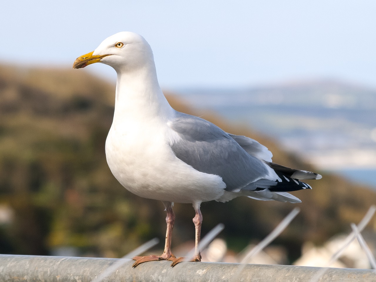 herring gull seagull bird free photo