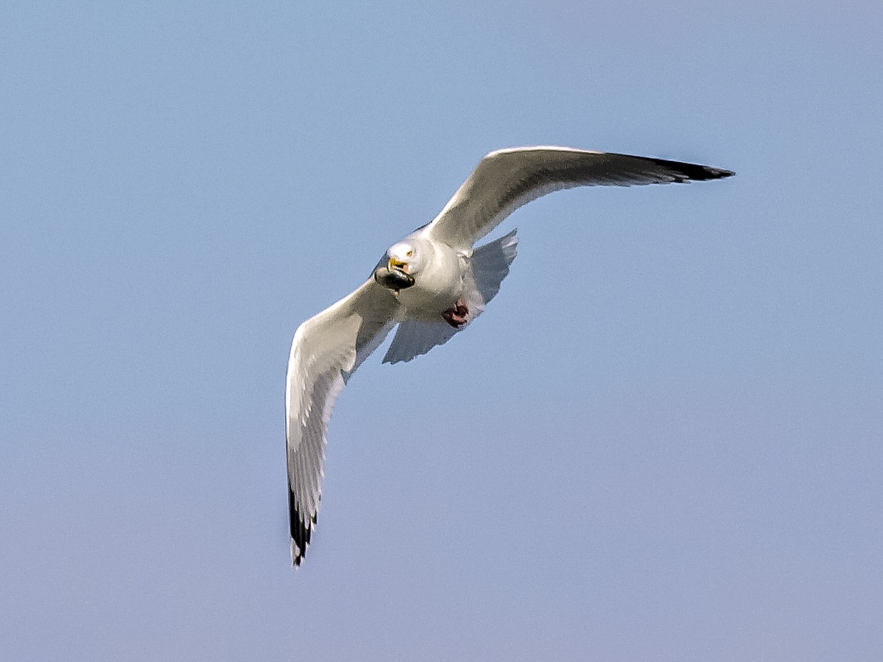 herring gull seagull bird free photo