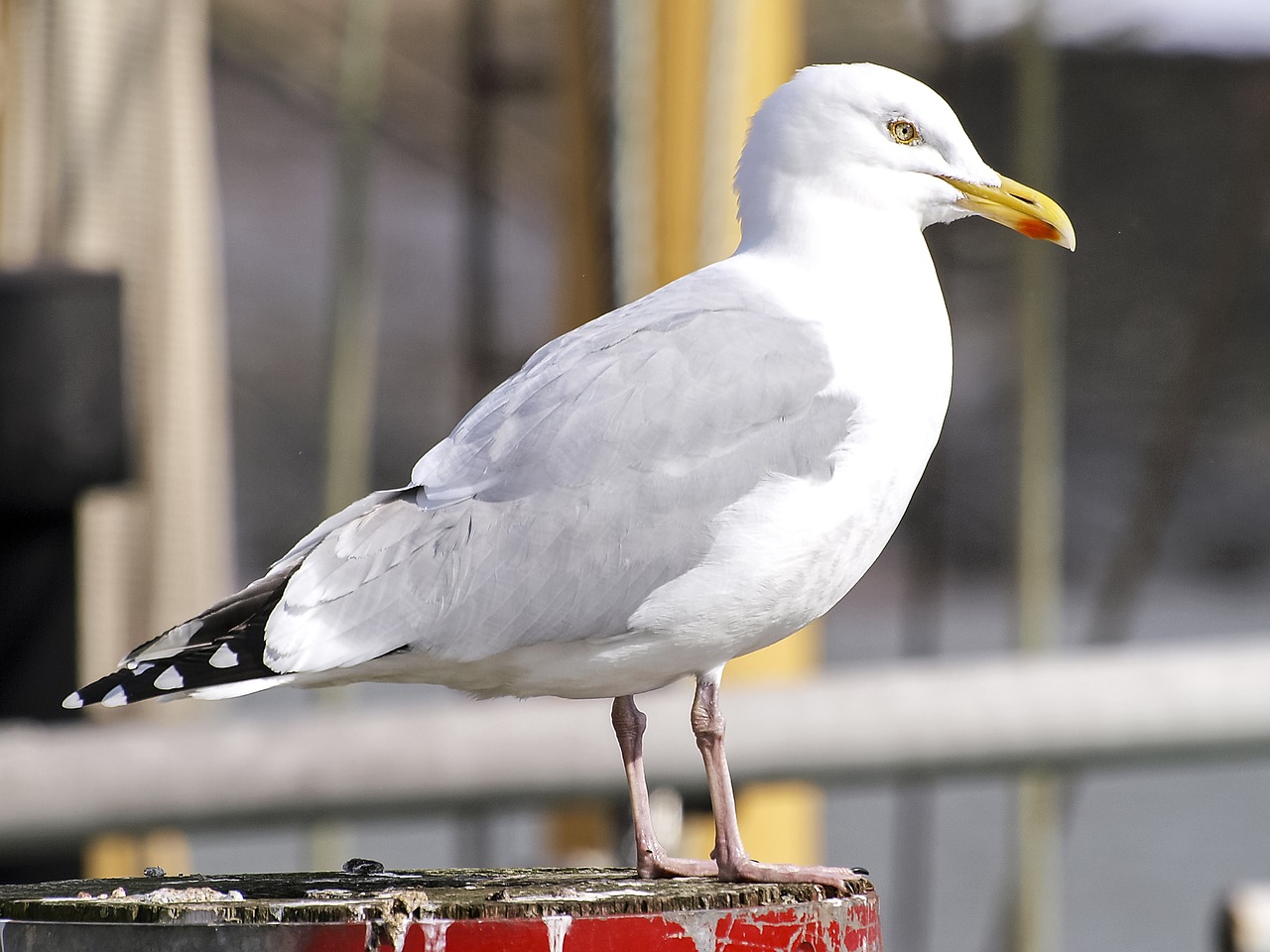 herring gull seagull bird free photo