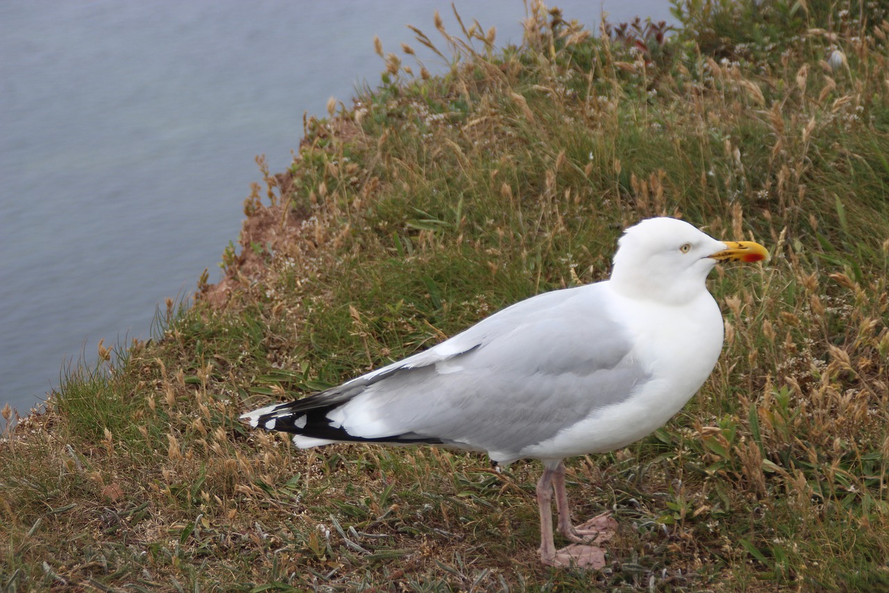 herring gull sea birds seevogel free photo