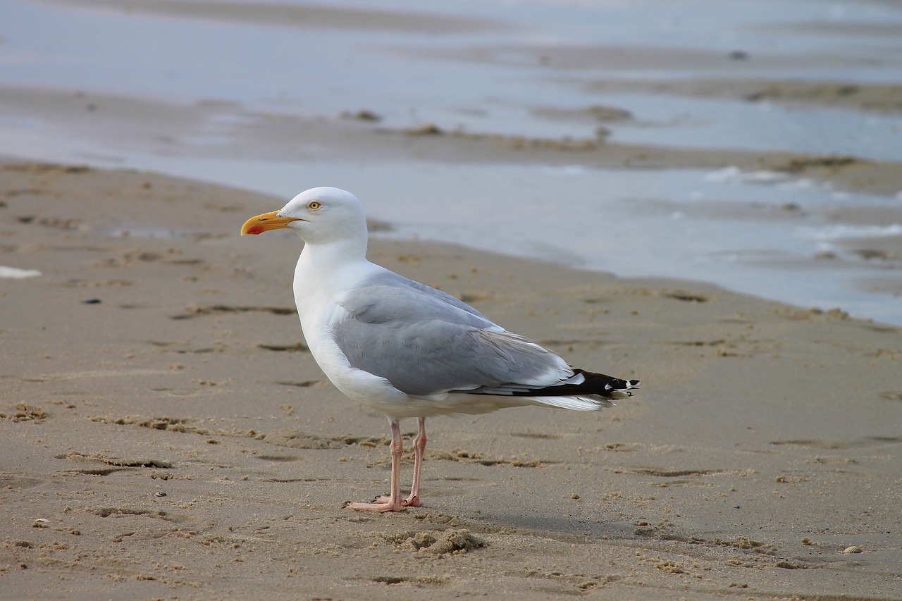 herring gull seagull seevogel free photo