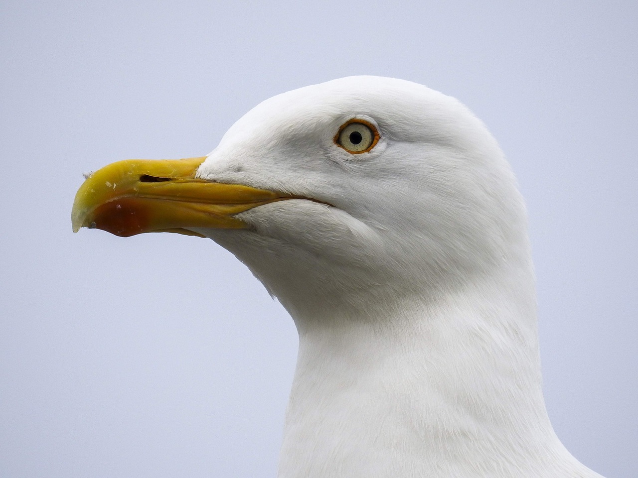herring gull seagull nature free photo