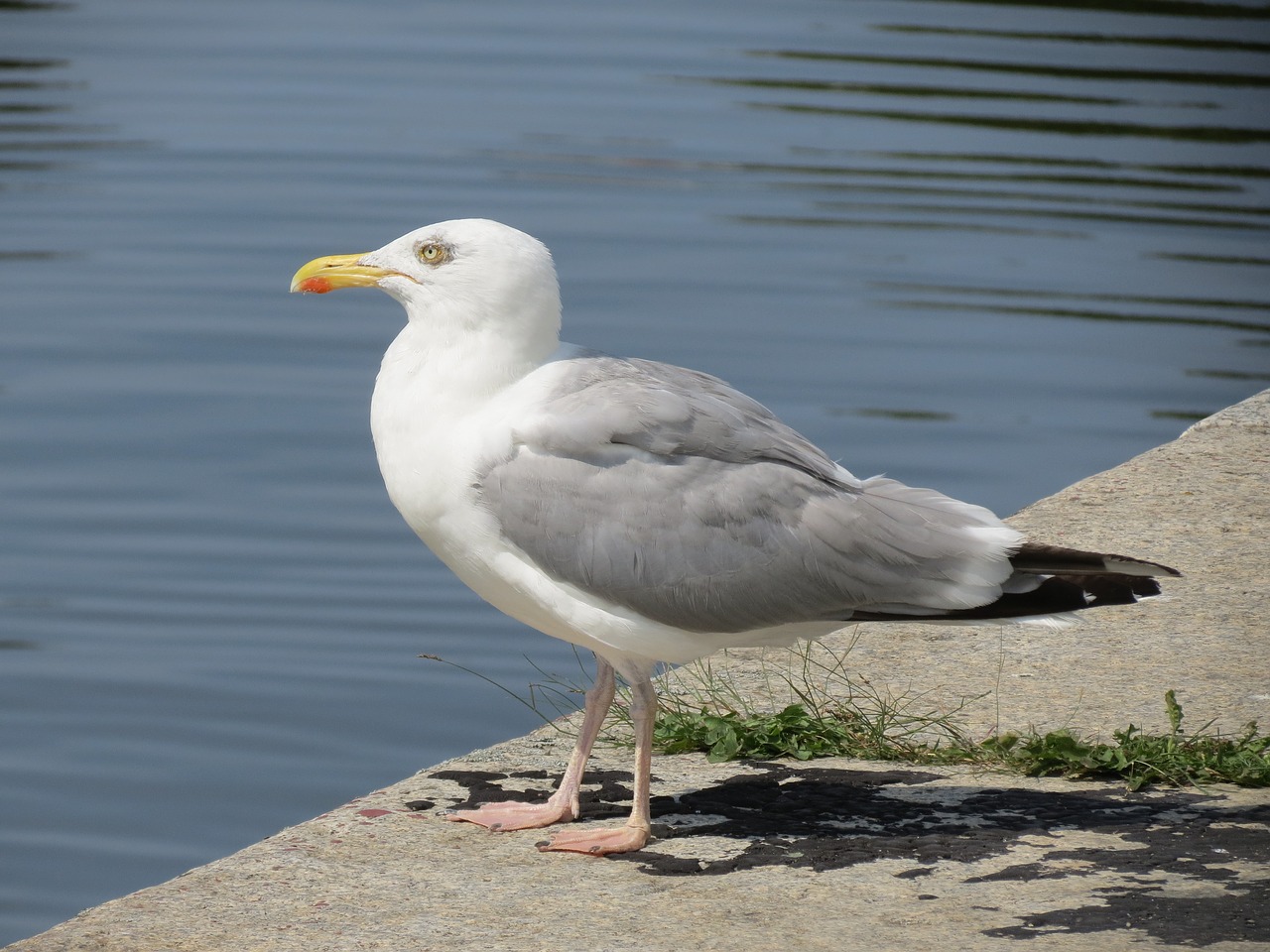 herring gull stralsund port free photo