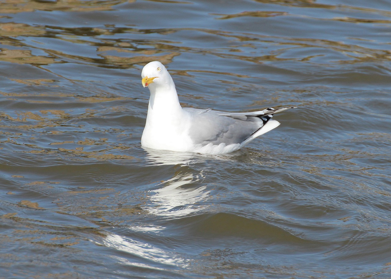 herring gull gulls larus argentatus free photo