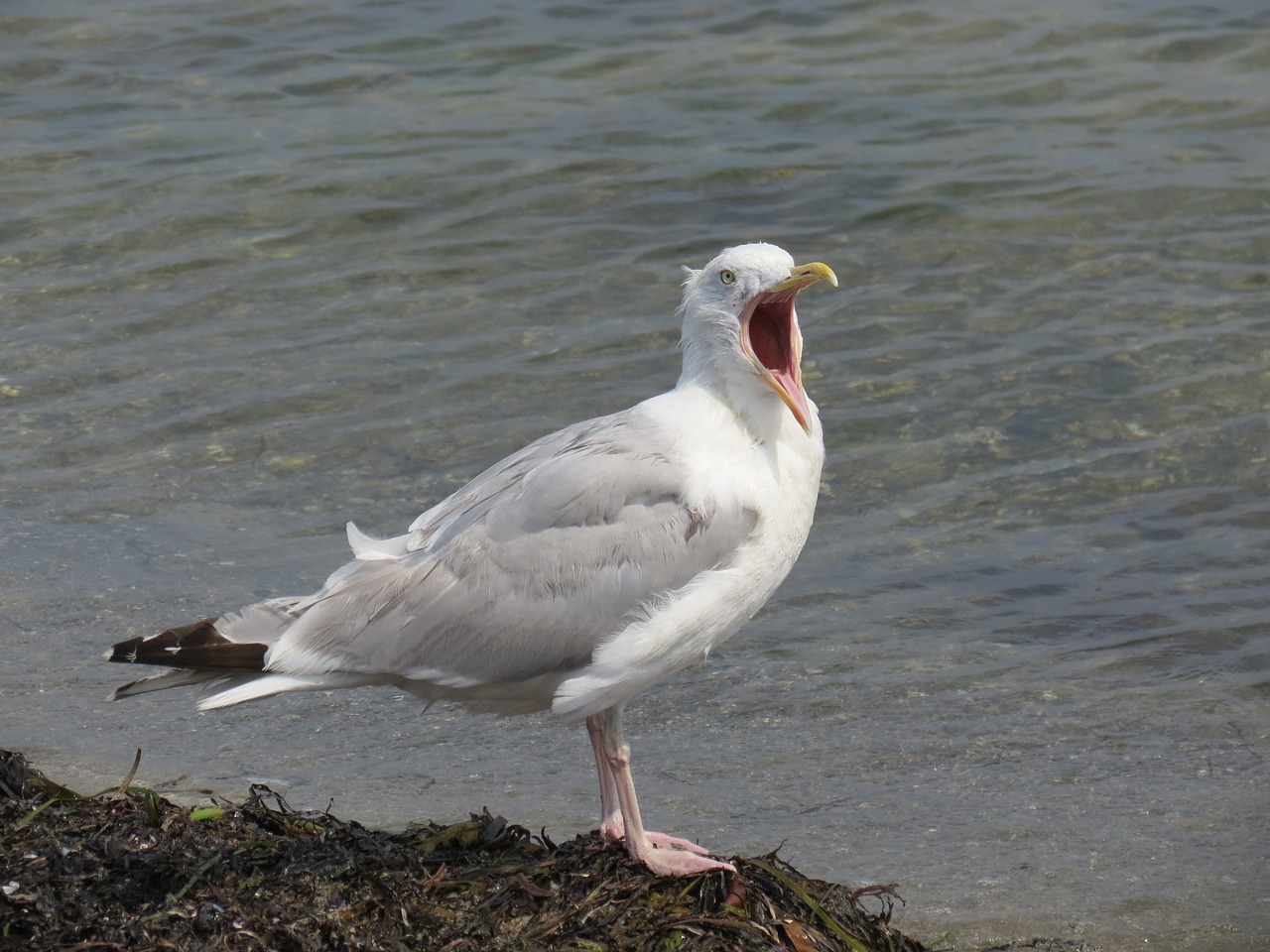 herring gull  baltic sea  beach free photo