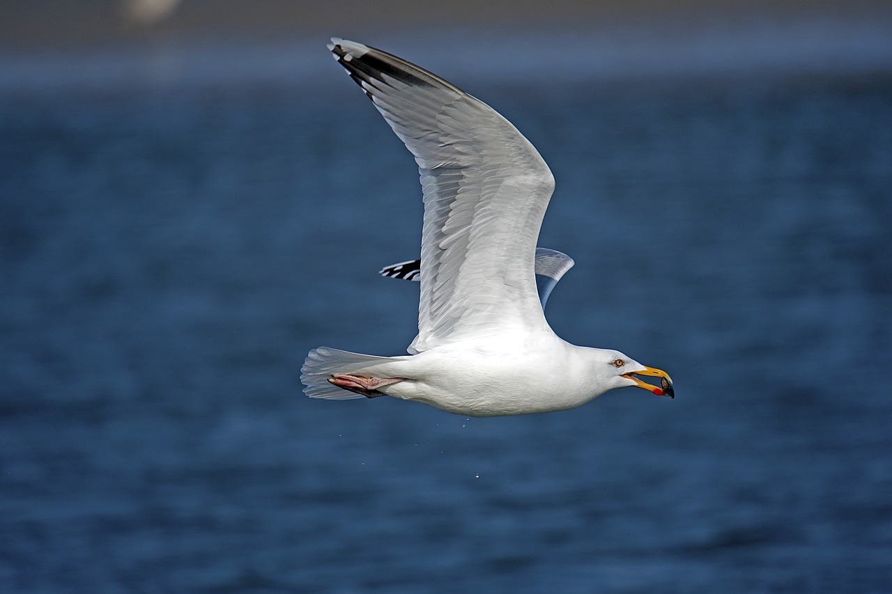 herring gull  seagull  north sea free photo