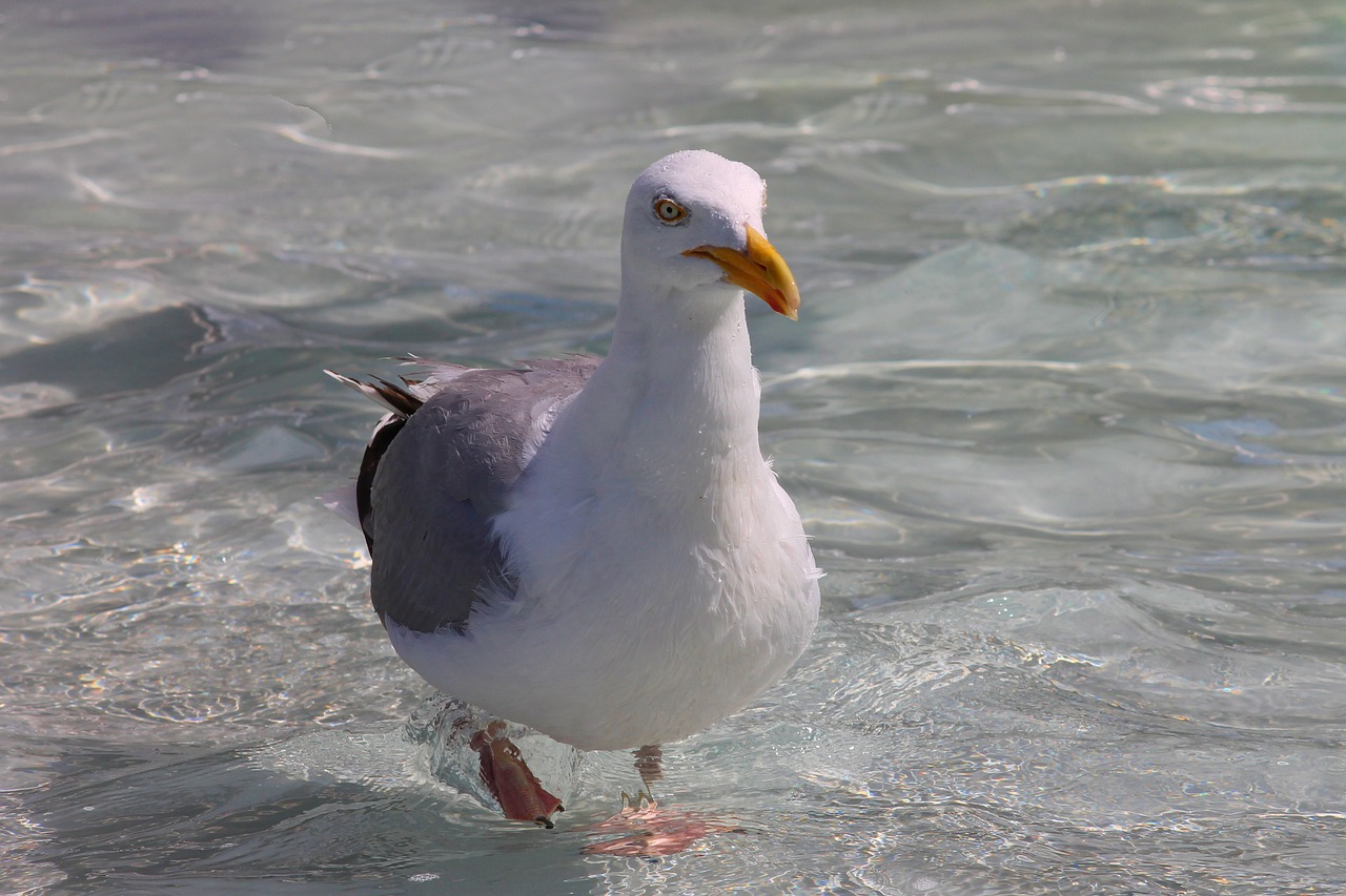 herring gull  progresses  seevogel free photo
