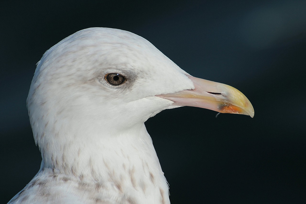 herring gull larus argentatus laridae free photo