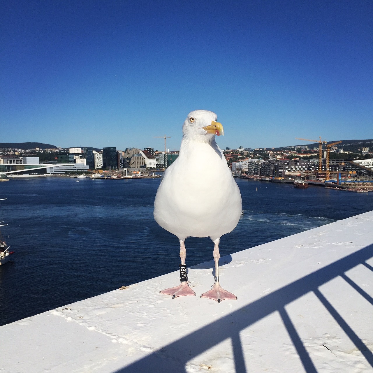 herring gull ring brand ferry free photo
