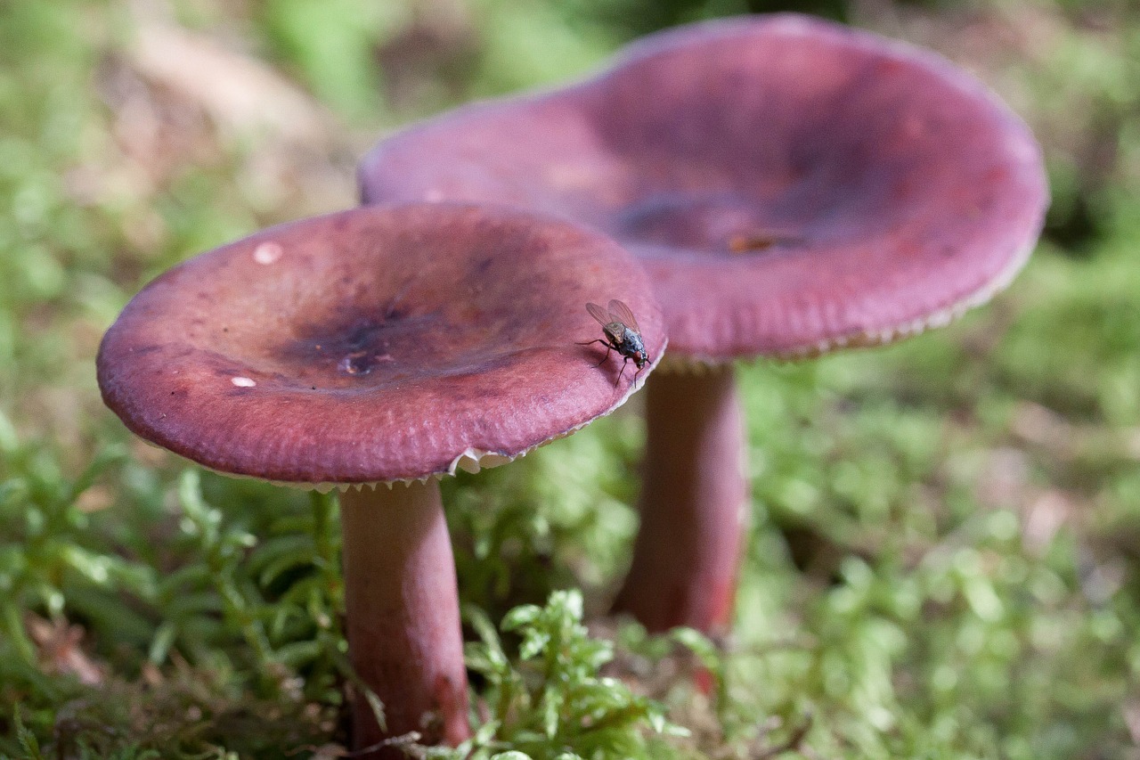 herring russula purple arched free photo