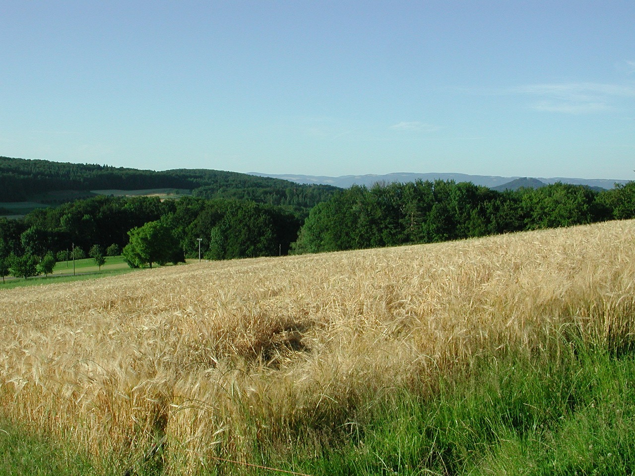 hersberg cornfield basel-land free photo