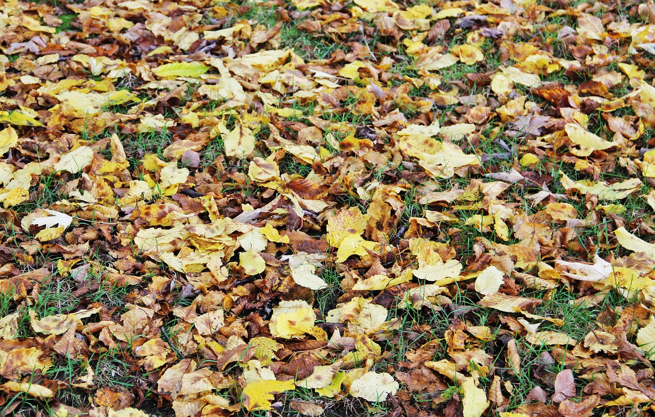 hersbtlaub leaves fall leaves free photo