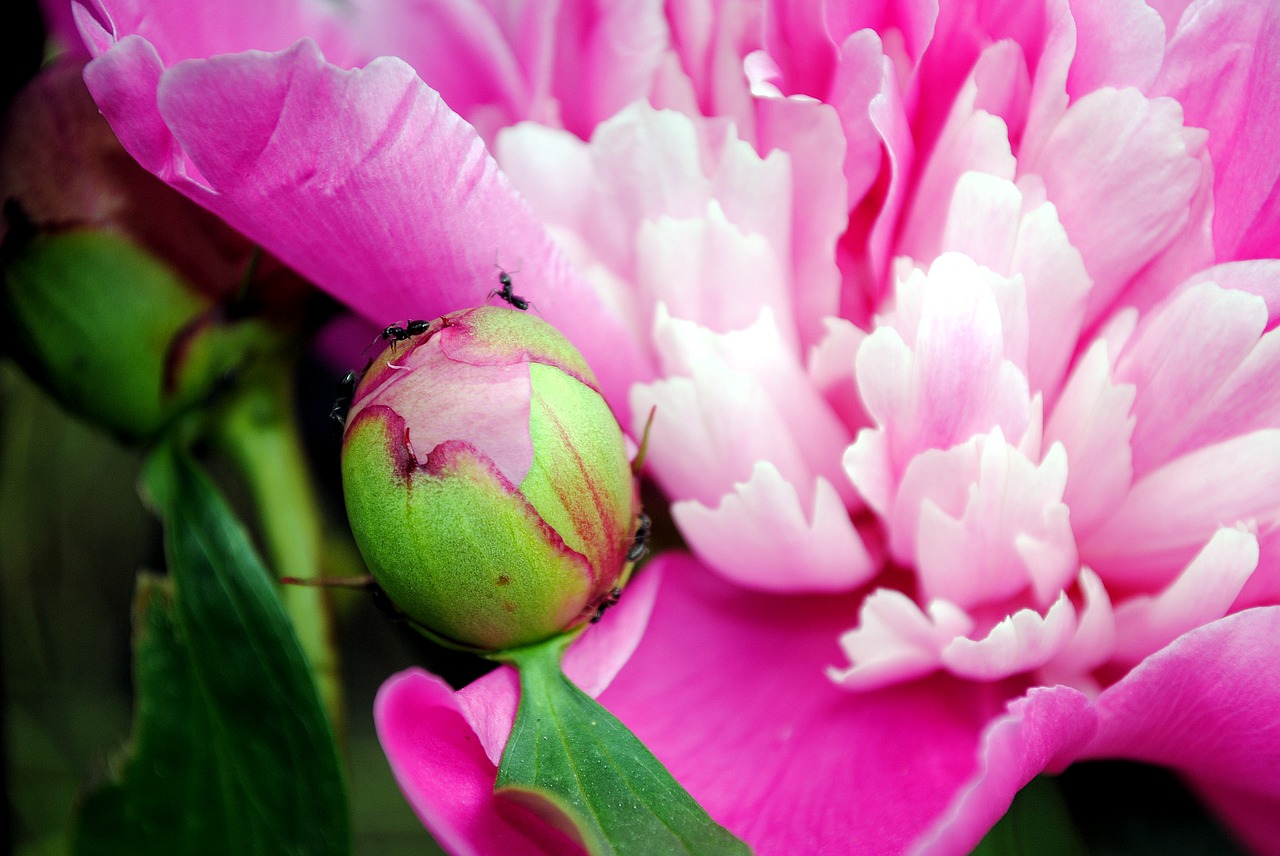 herson city  peony close-up  ants free photo