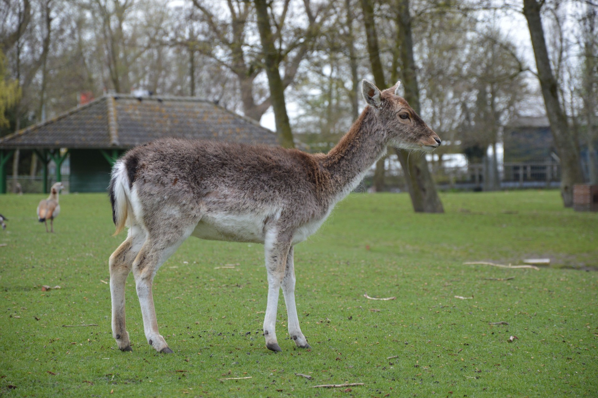 deer animal nature free photo