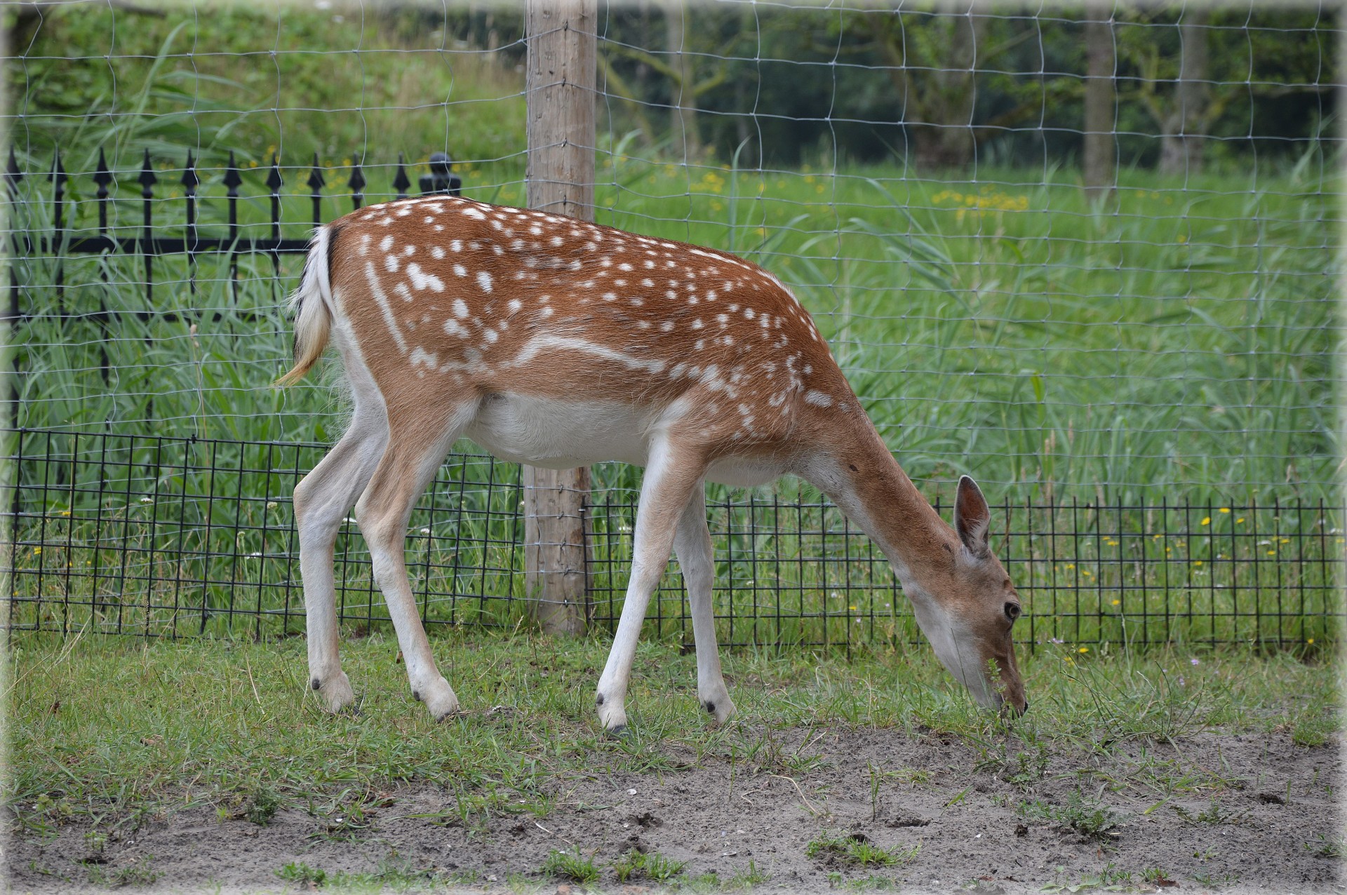 deer ungulate fallow deer free photo