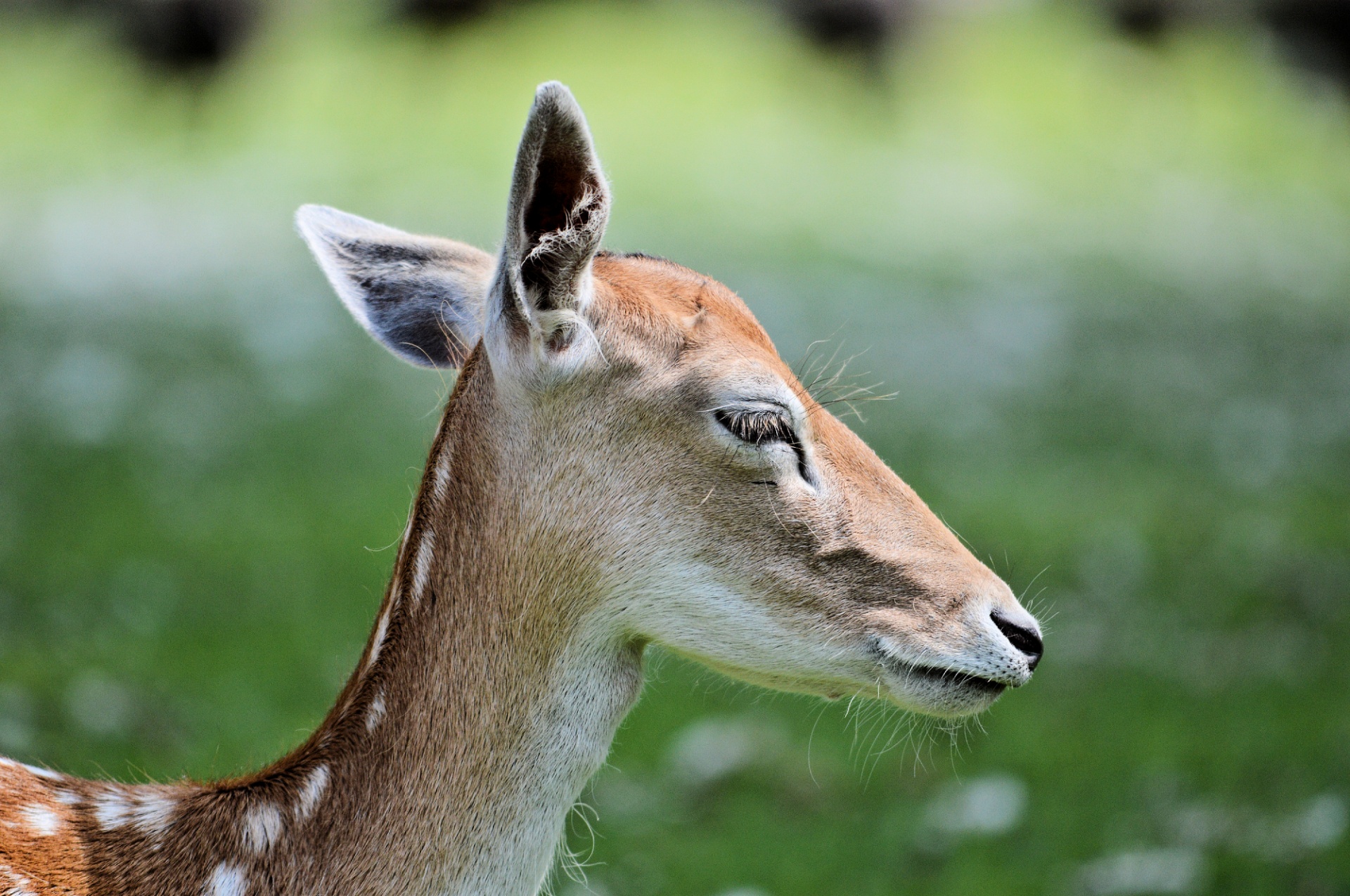 deer roe deer buck free photo