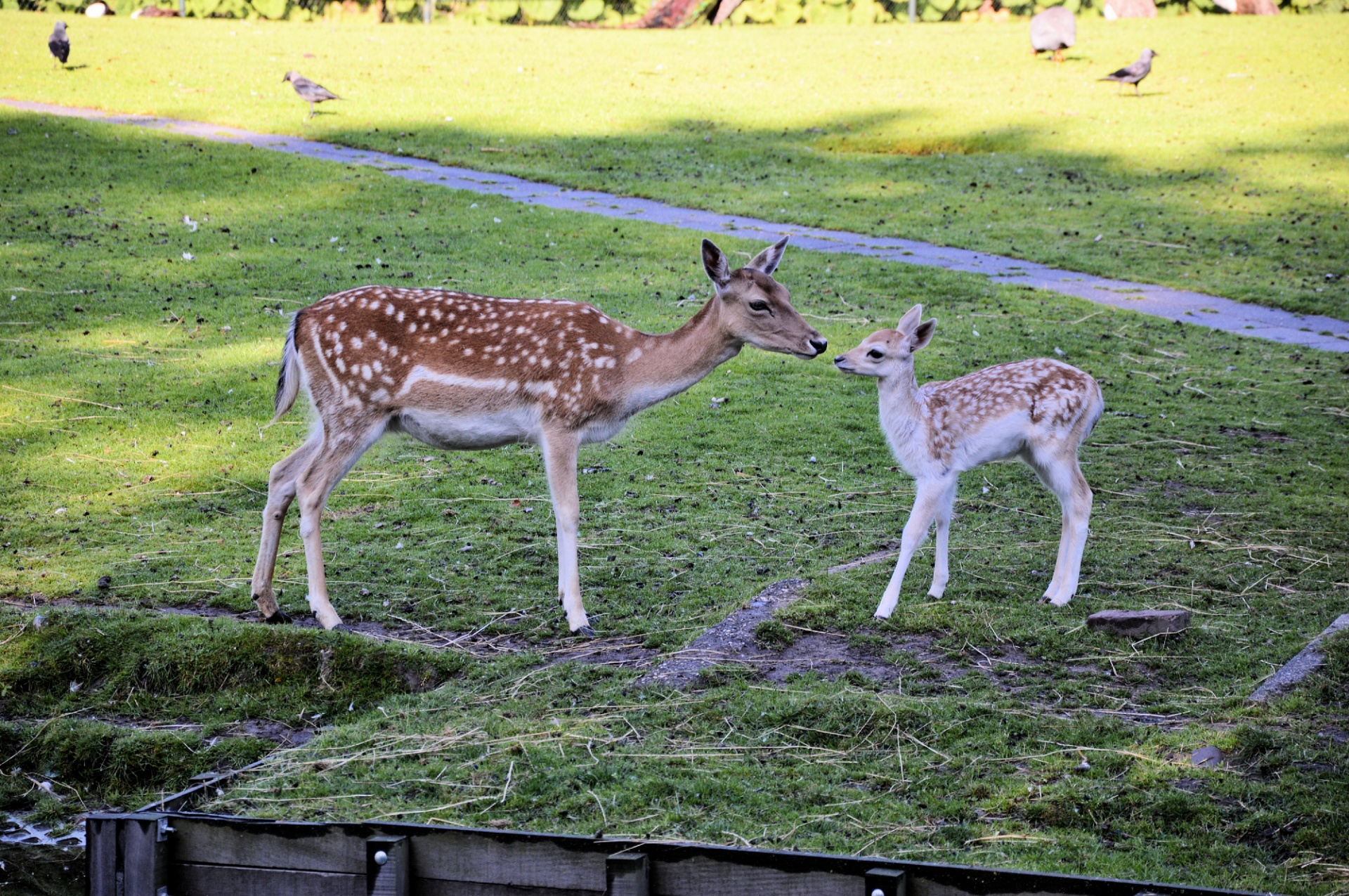 deer roe deer buck free photo