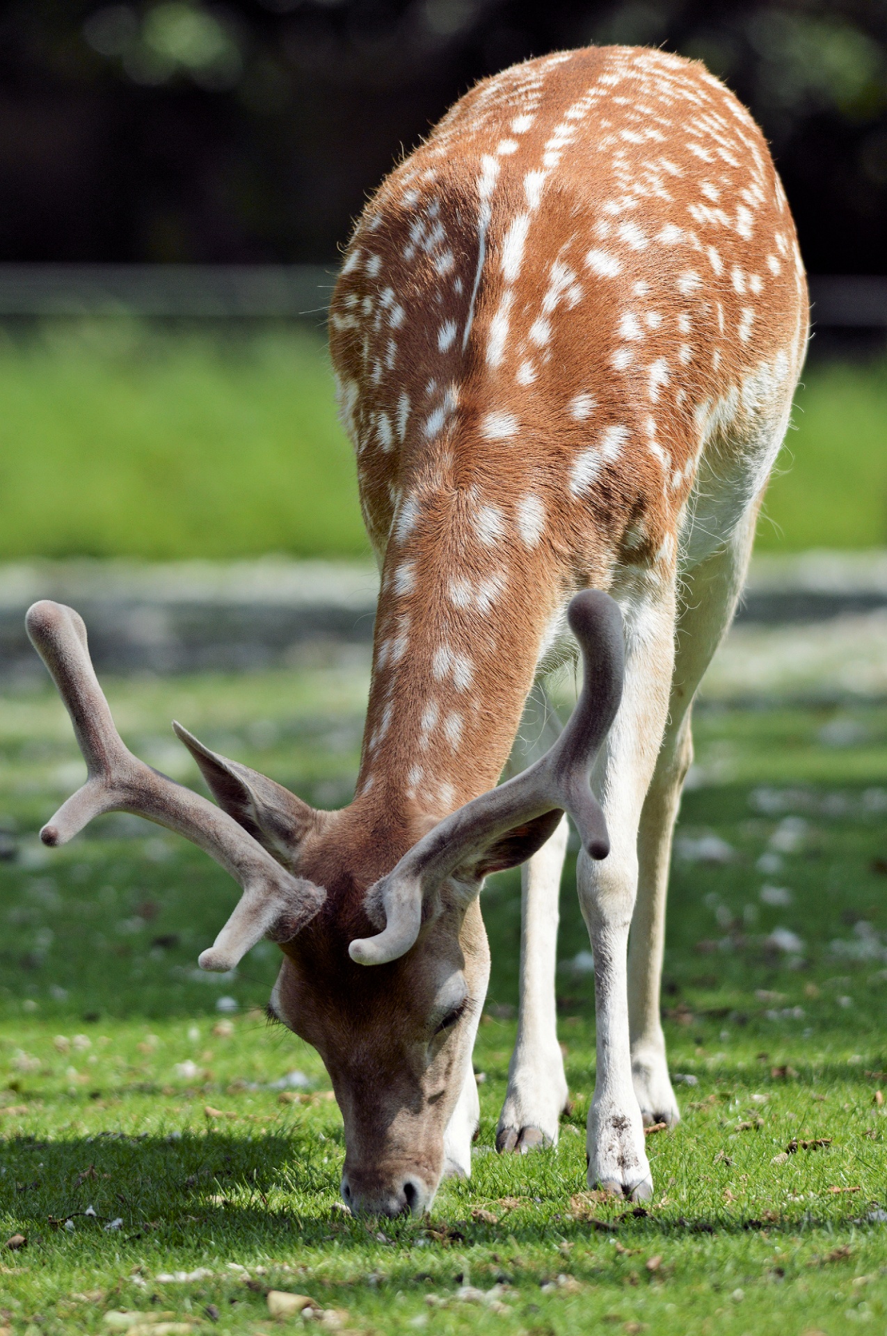 deer roe deer buck free photo