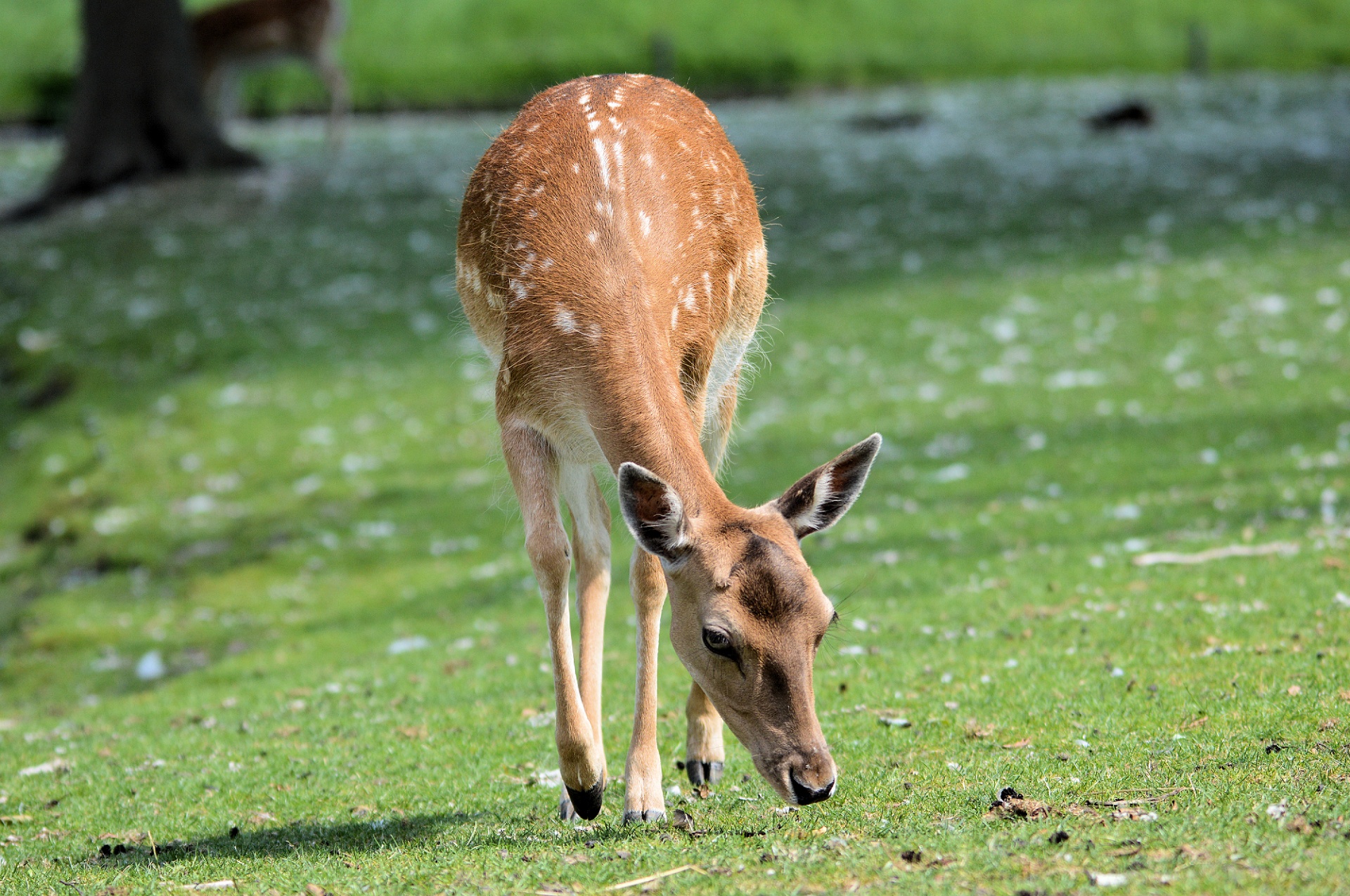 deer roe deer buck free photo