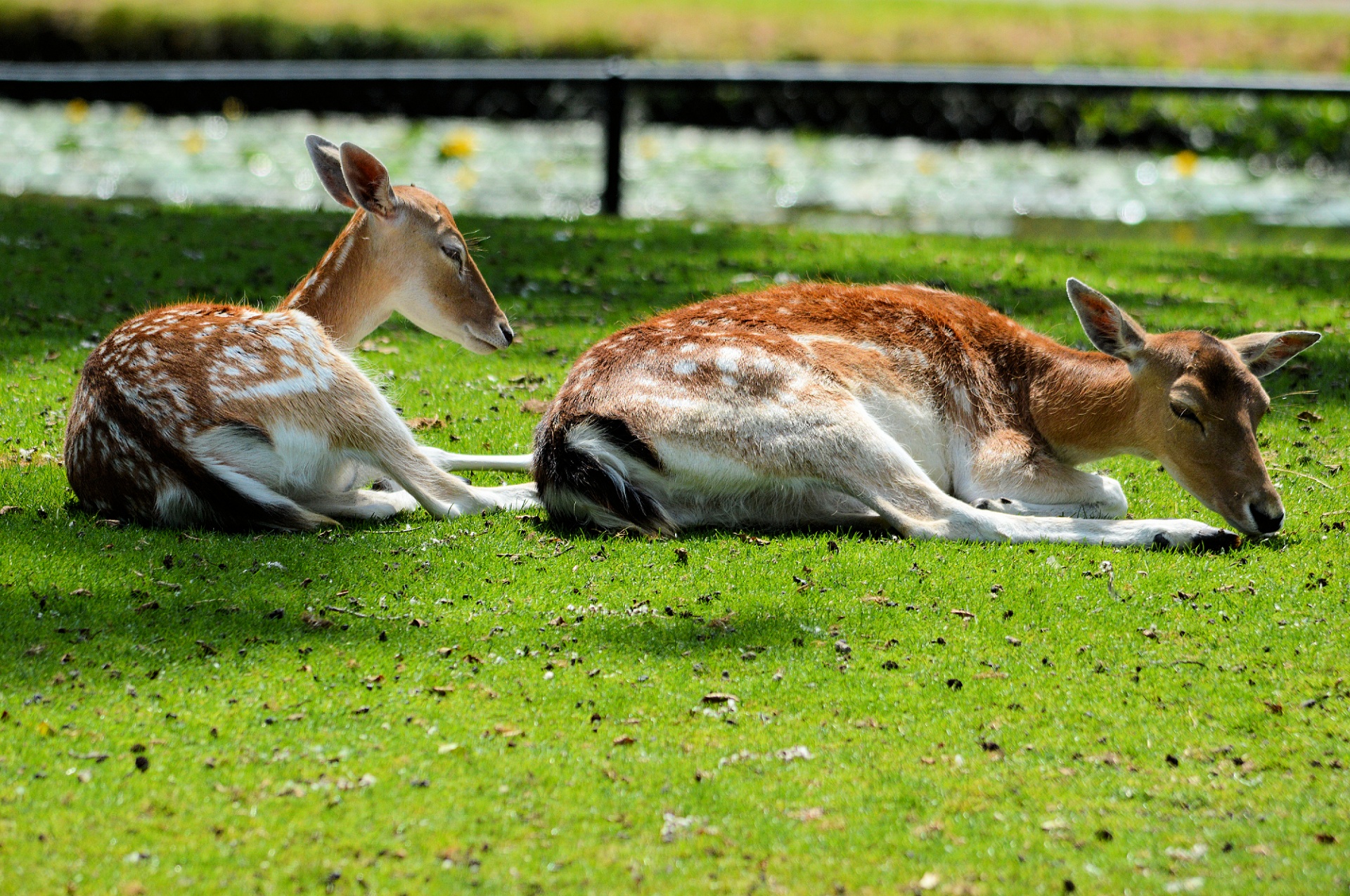 deer roe deer buck free photo