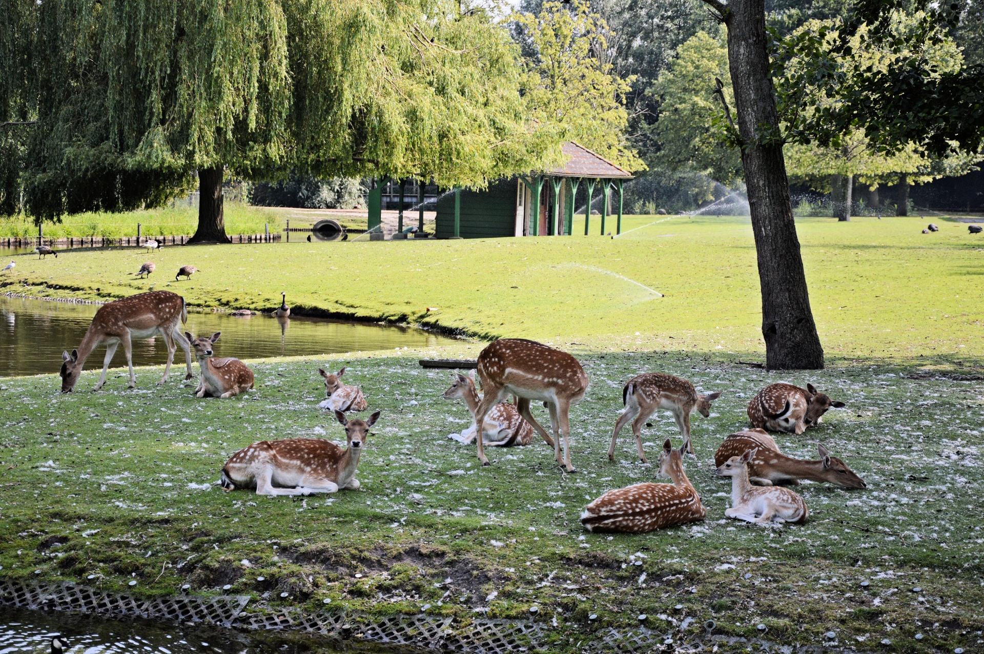 deer roe deer buck free photo