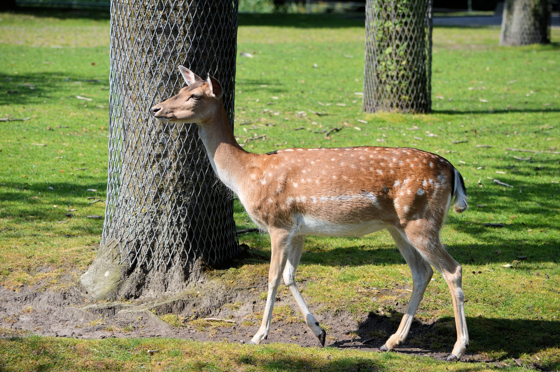 deer roe deer buck free photo