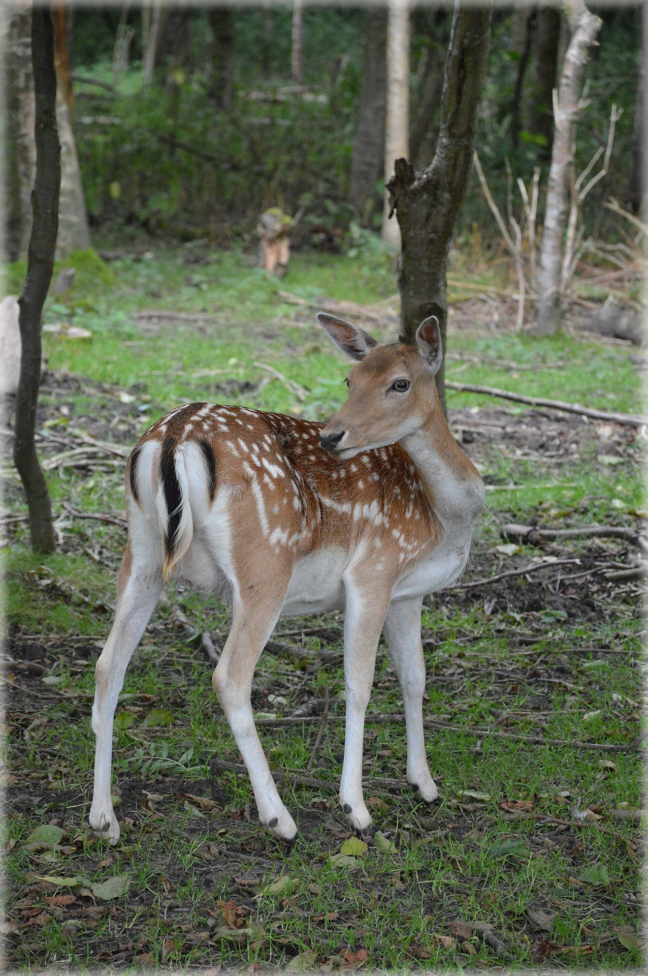 deer ungulate fallow deer free photo