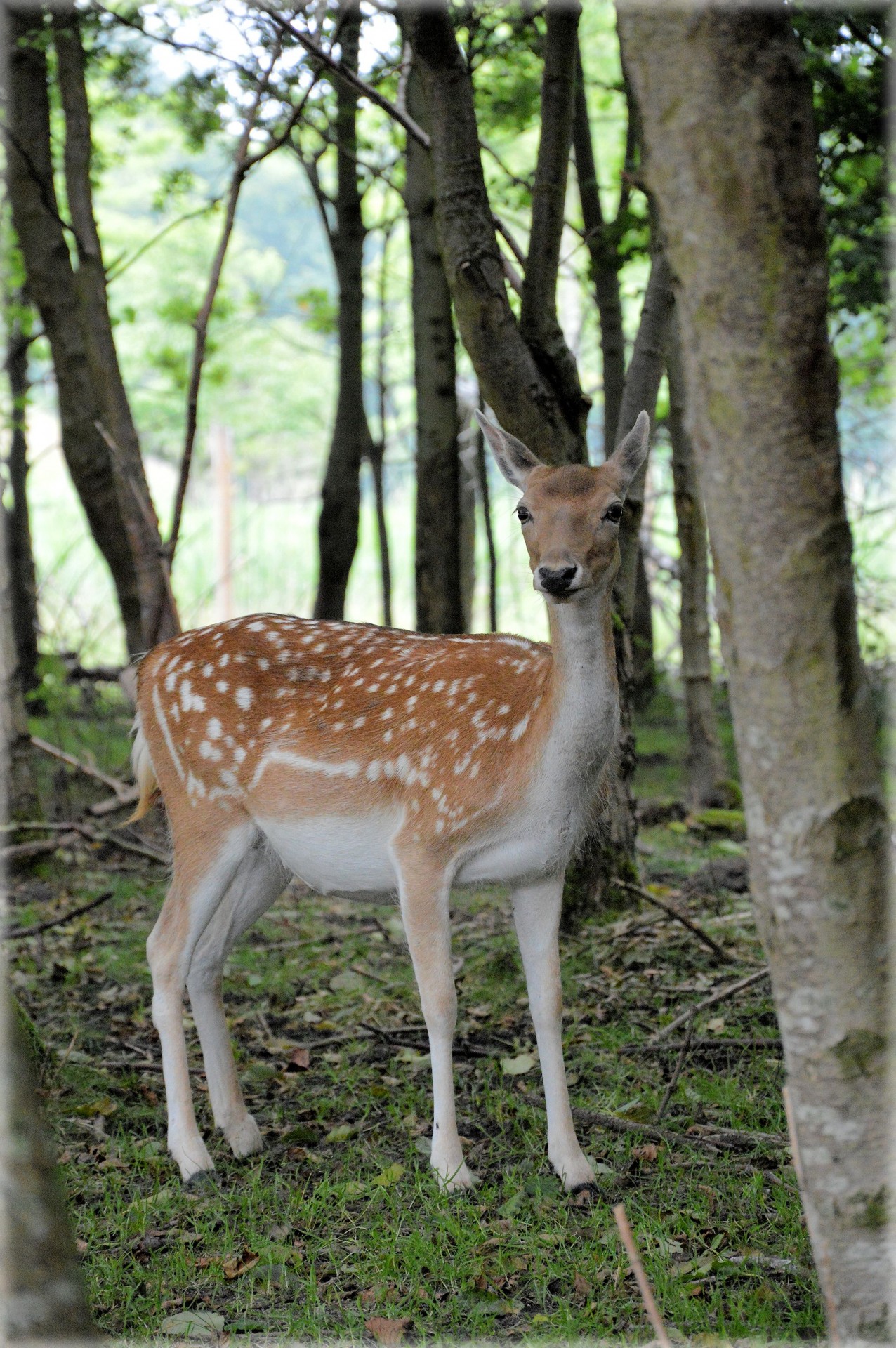 deer ungulate fallow deer free photo