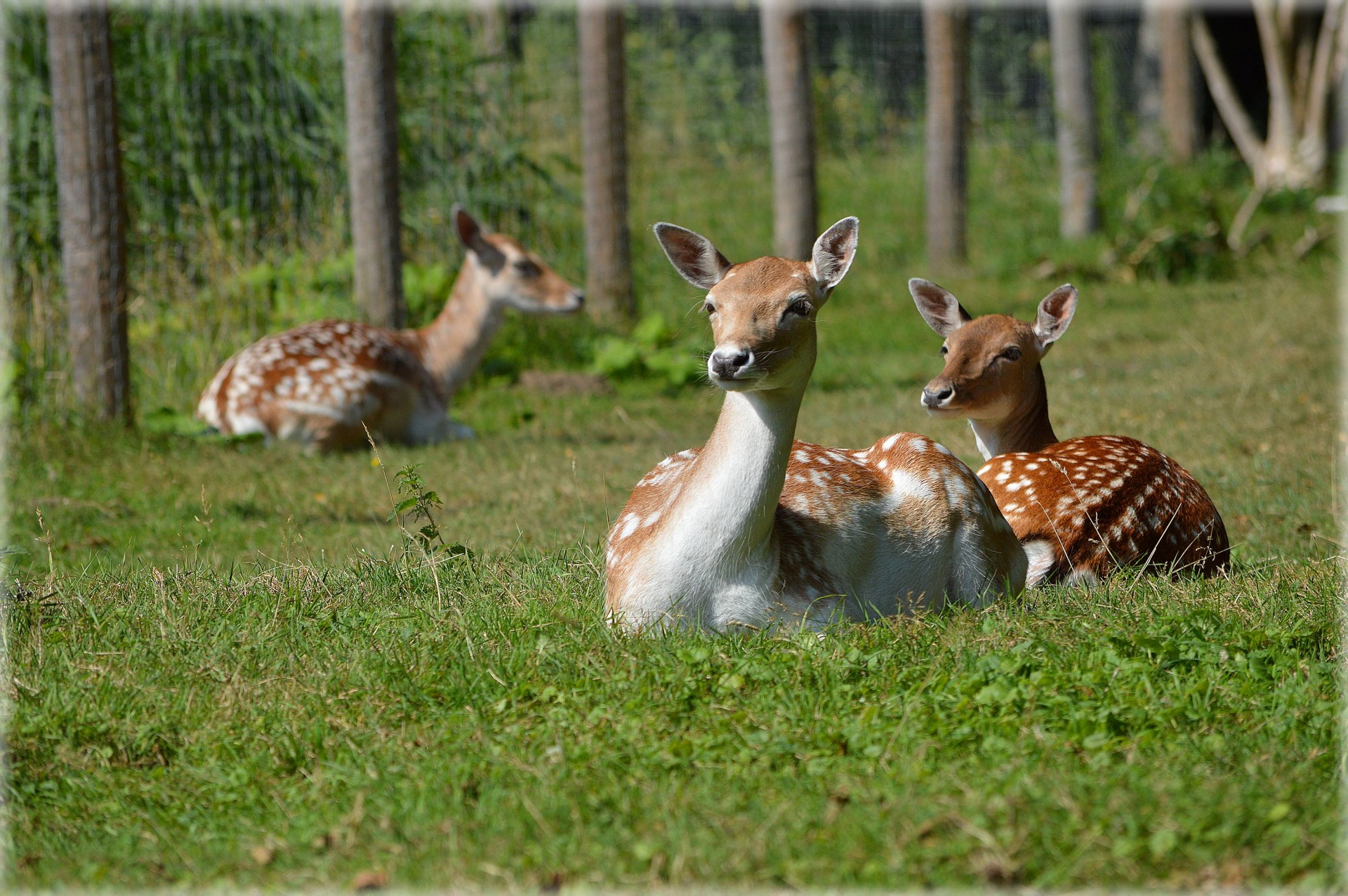 deer ungulate fallow deer free photo