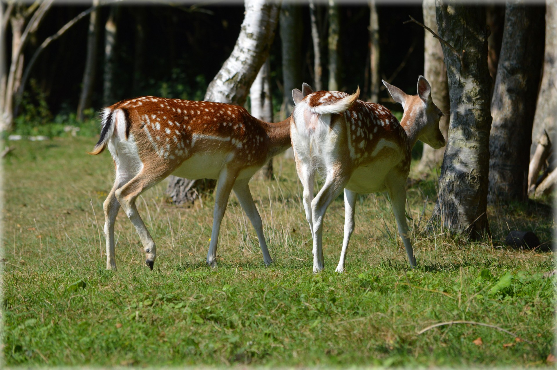 deer ungulate fallow deer free photo