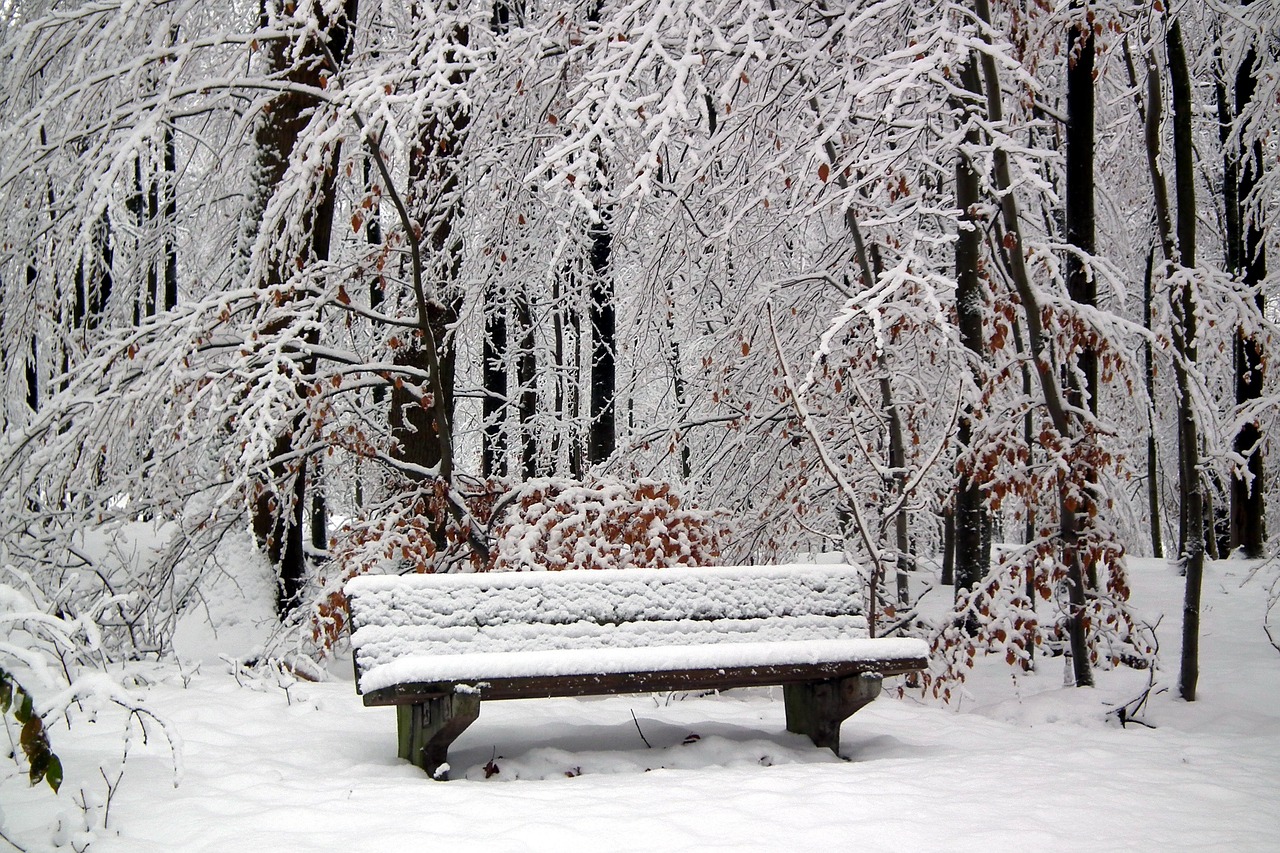 hertogenwald snow bench free photo