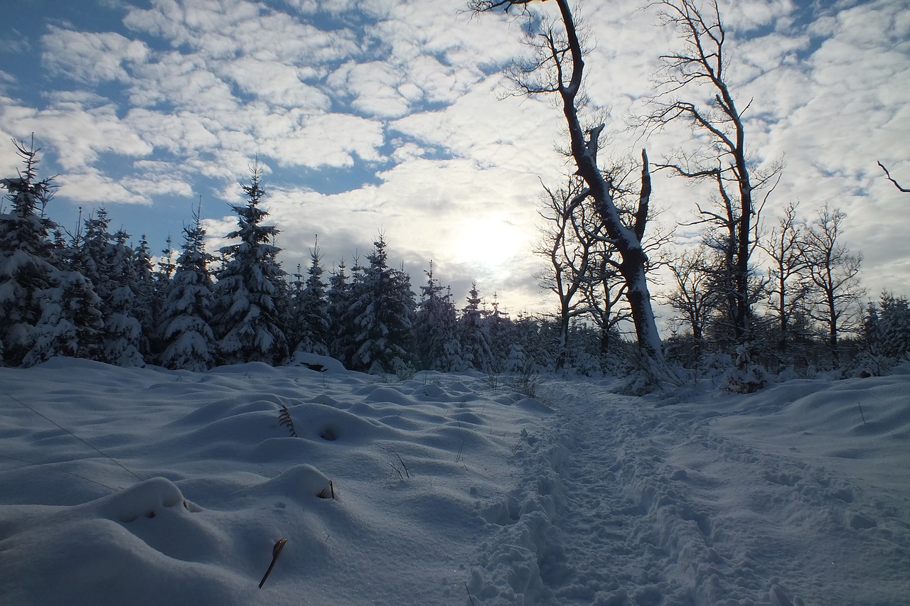 hertogenwald snow sun free photo