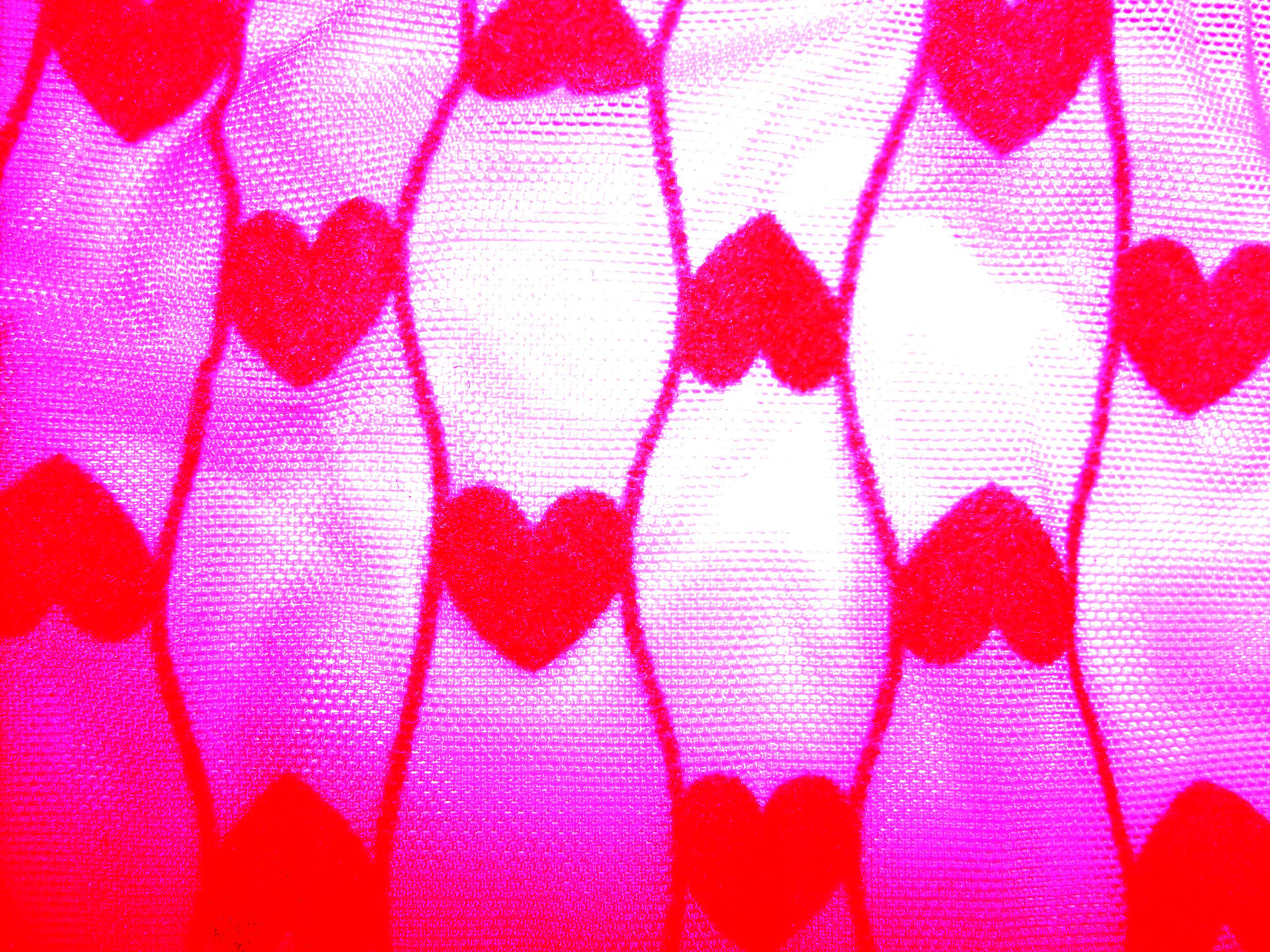 hearts pink symbols free photo
