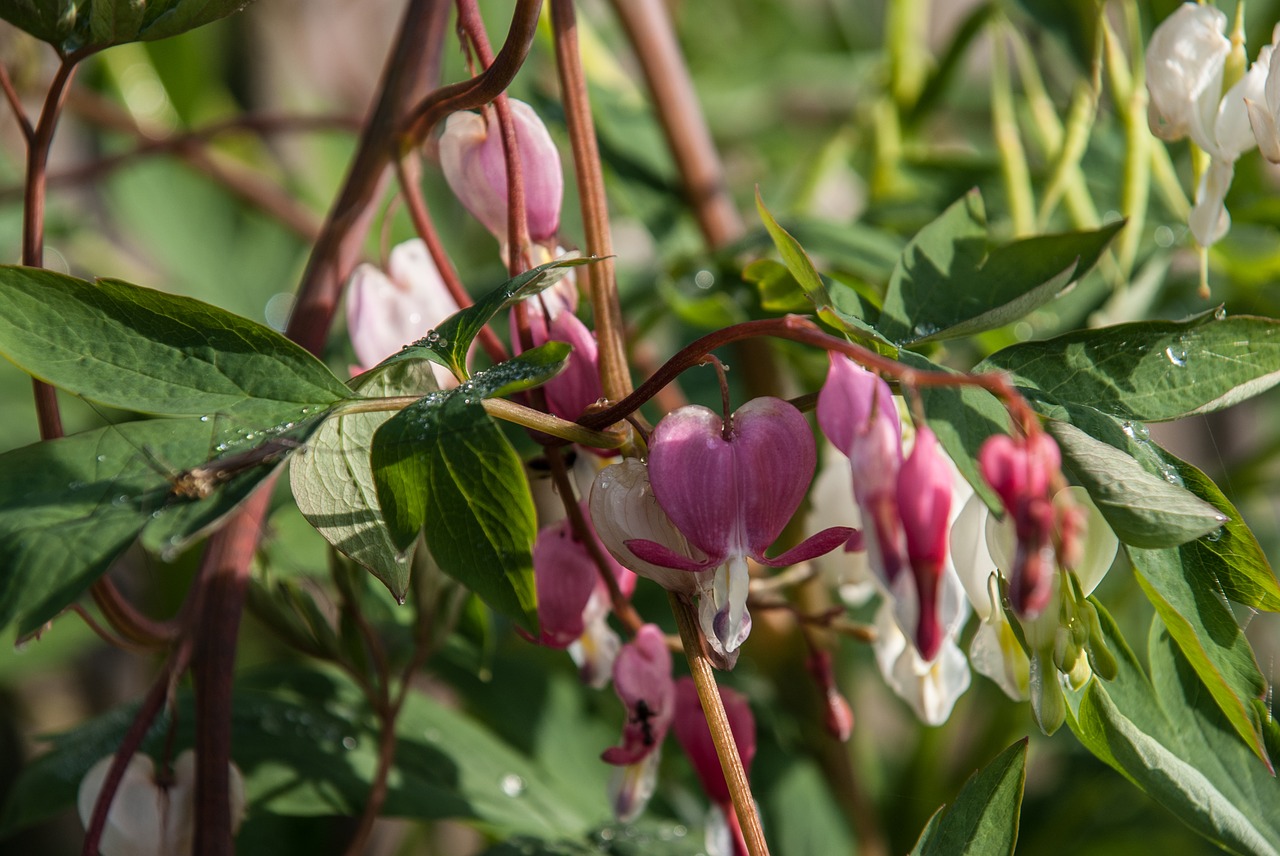 herzerlstock flower bleeding heart free photo