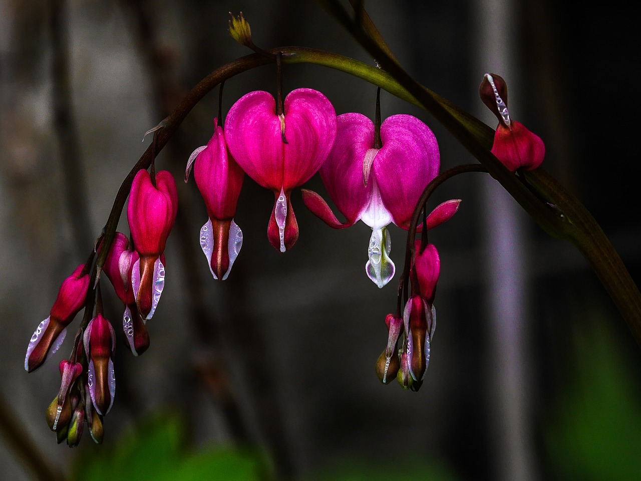 herzerlstrauch bleeding heart flowers free photo