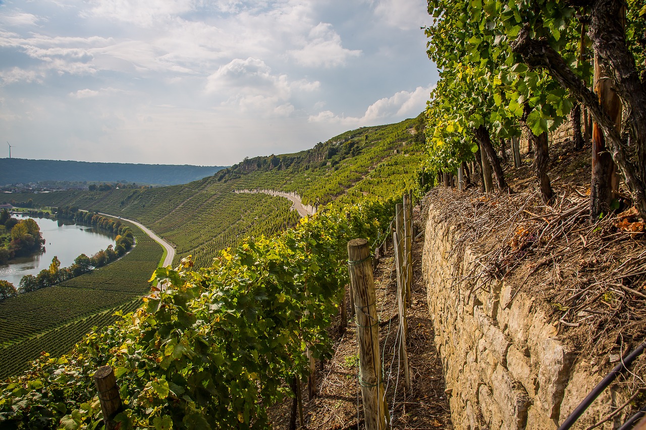 hessigheim vineyard winegrowing free photo