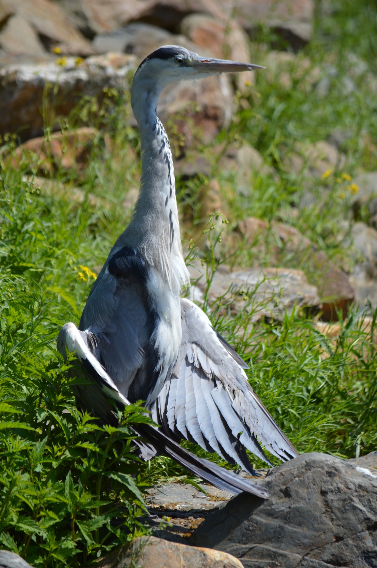 heron water bird free photo