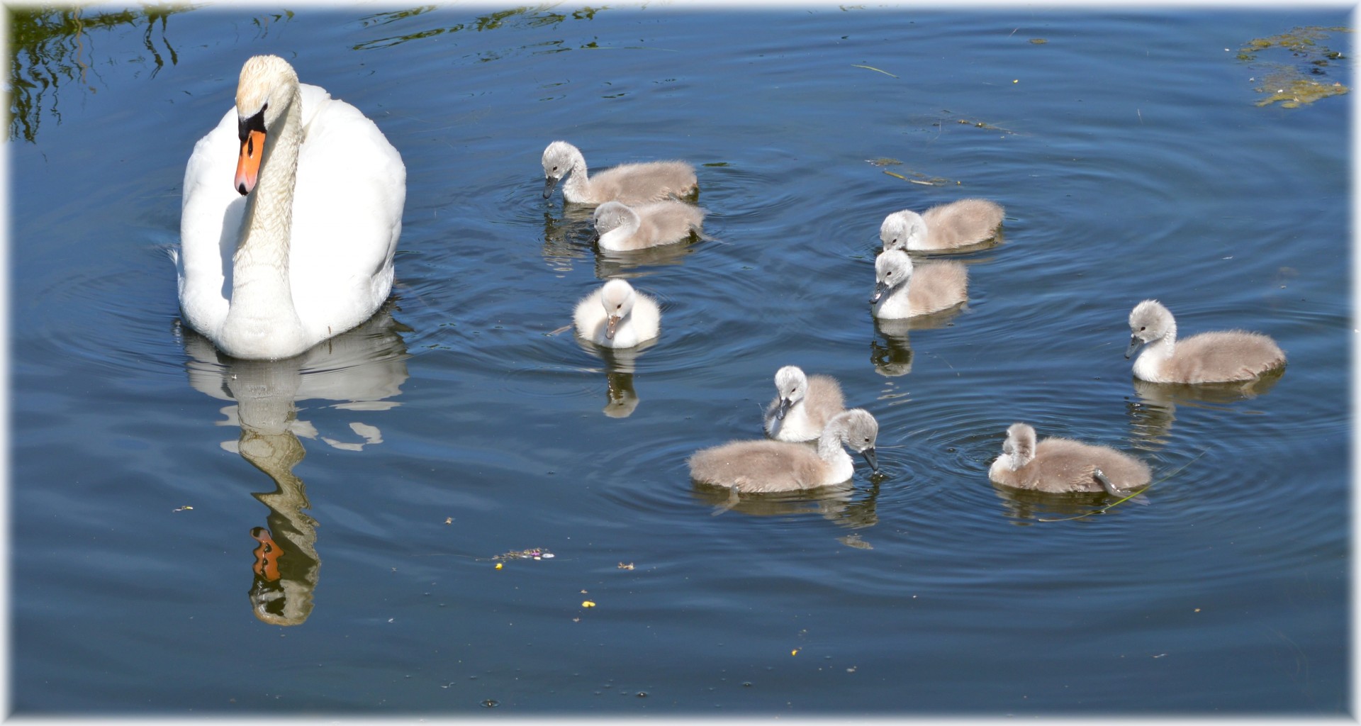 swan youngs nature free photo