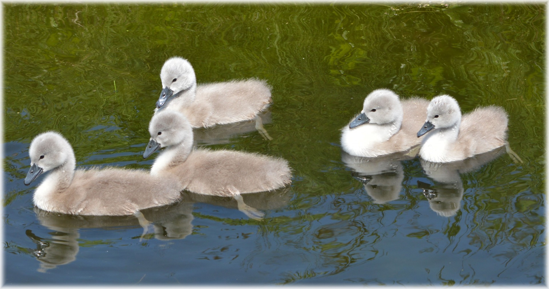 swan youngs nature free photo