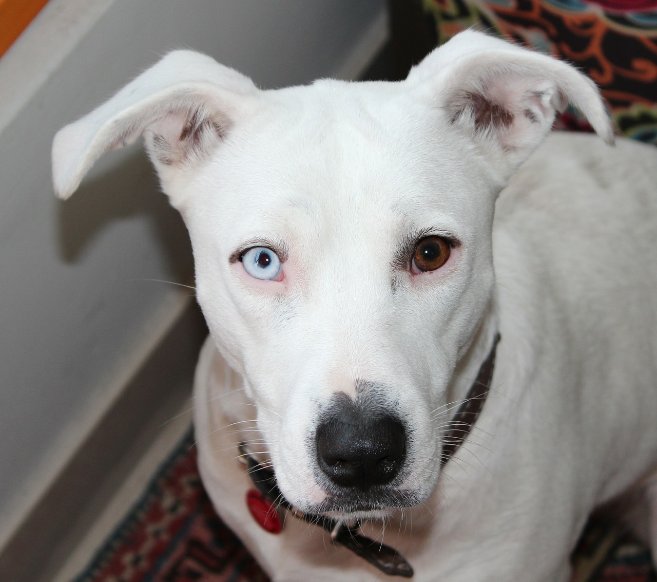 heterochromia dog white free photo