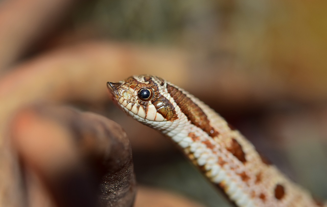 heterodon nasicus snake natter free photo