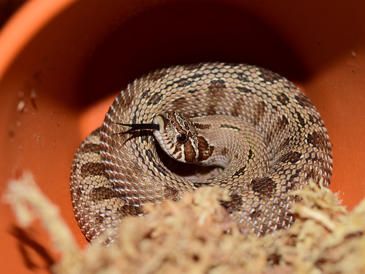 heterodon nasicus snake natter free photo