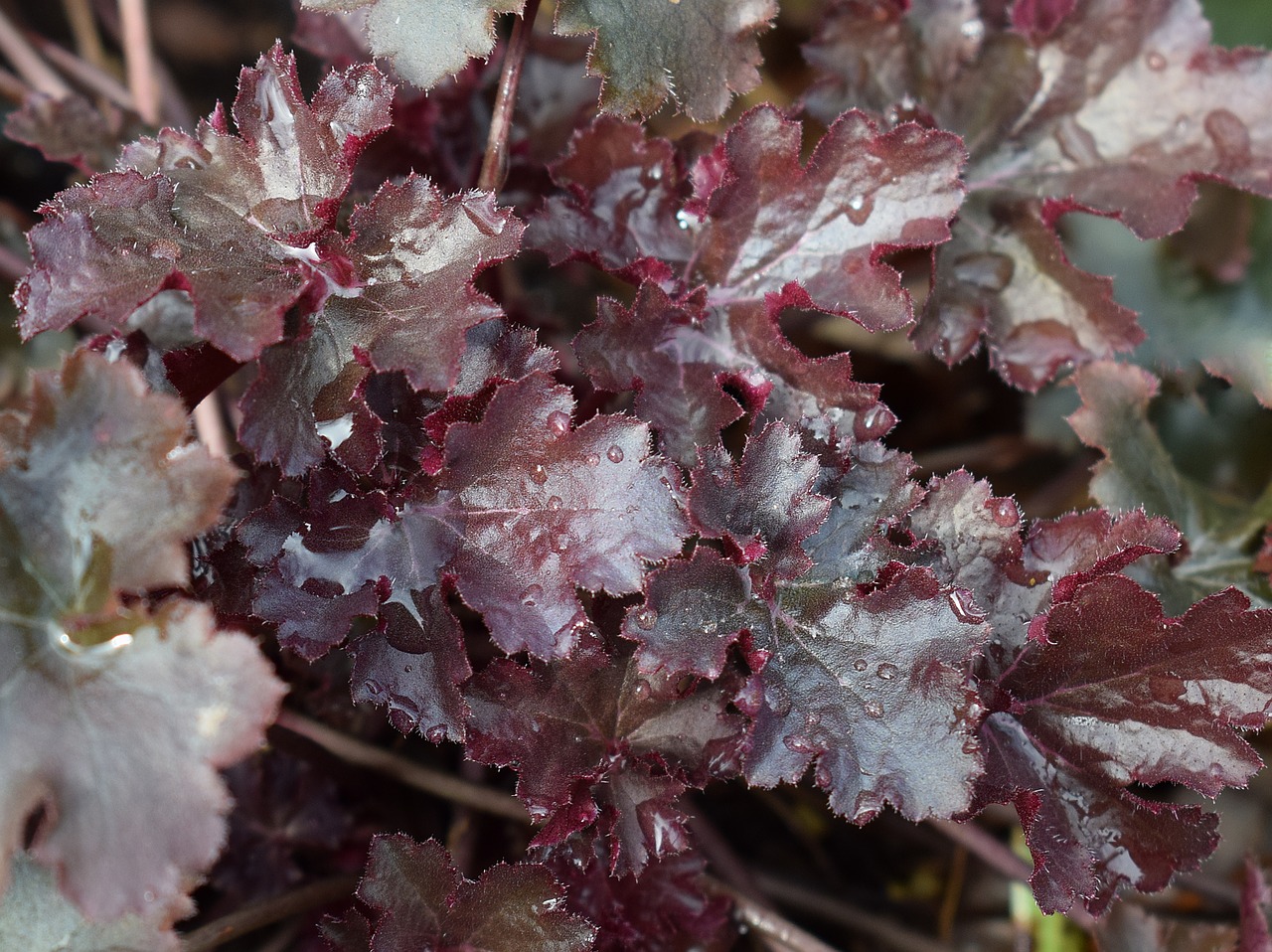 heuchera alumroot coral bells free photo